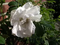 IMGP8736.webp