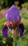 Iris-Lila_gelb_Blüte einzeln_700.JPG