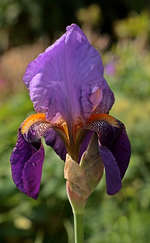 Iris-Lila_gelb_Blüte einzeln_700.webp