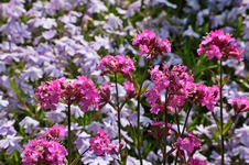 rote Lichtnelke2_800.webp