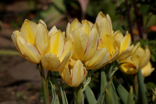 Tulpe Antoinette_gelb gestrichelt_800.webp