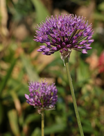 Allium_700.webp