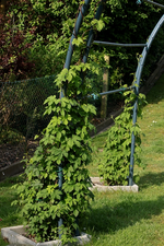 Hopfen_19052016_700.webp