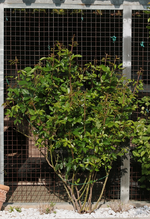 Kletterrose_weisses Beet_800.webp