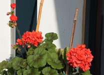 Hochstamm-Geranie_rot_Blüten_800.webp