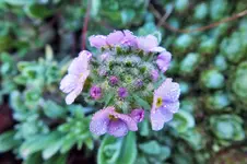 ringblume.webp