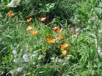 KaifornischerMohn_JungferimGruenen.webp