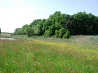 Biberrevier.webp