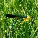 GebaendertePrachtlibelle.webp
