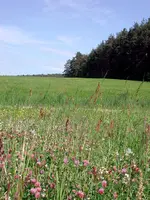 FuchsundHaseGutenachtsageplatz2.webp