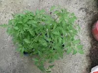 P1100718.webp