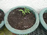 P1100725.webp