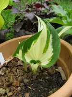 006_600x800.webp