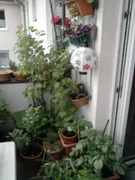 Balkon Mai.webp