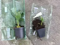 erste Bananenstaude.webp