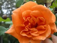 IMG_20160520_175758.jpg