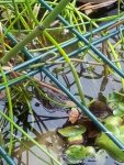 IMG_20160520_175349.jpg
