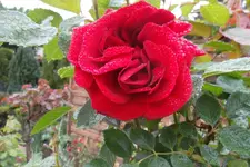 SAM_1345.webp