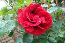 SAM_1346.webp