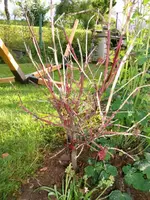 2016-05-19 Ahorn SHAINA.webp