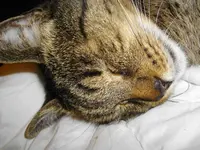 IMGP2771.webp