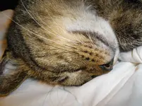 IMGP2769.webp