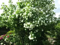 IMG_4767.webp