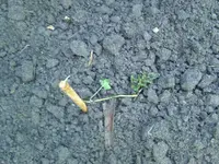 Kartoffeln (2).webp
