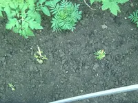 Bohnen.webp