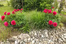 2014_0526Frühling0021.jpg
