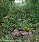 Liebstock_Kresse_20160521.jpg