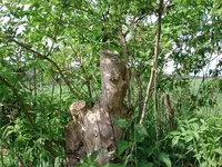 AlterHoller_20160521.webp