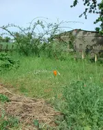 KalifornischerMohn_20160521.webp