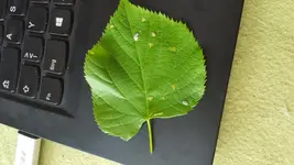 LindeBlattoben.webp