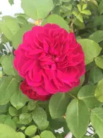 IMG_0801.JPG