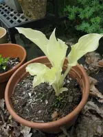 white feather_600x800.webp
