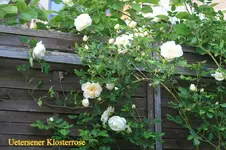 IMG_0560.webp