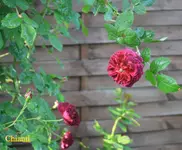 IMG_0575.webp