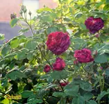 IMG_0576.webp