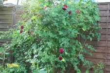 IMG_0595.jpg