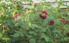 IMG_0597.JPG