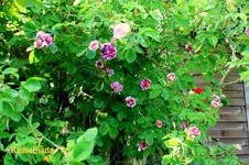 IMG_0558.webp