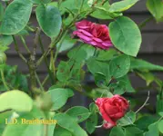 IMG_0559.JPG
