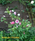 IMG_0563.webp