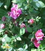 IMG_0570.webp