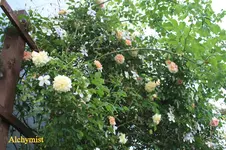 IMG_0577.webp