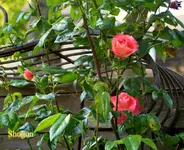 IMG_0579.JPG
