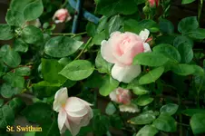 IMG_0582.webp