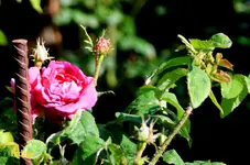 IMG_0584.JPG