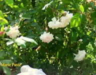 IMG_0586.webp